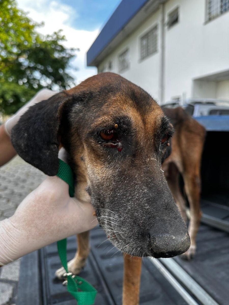 Foto: Divulga&ccedil;&atilde;o/PC-AM