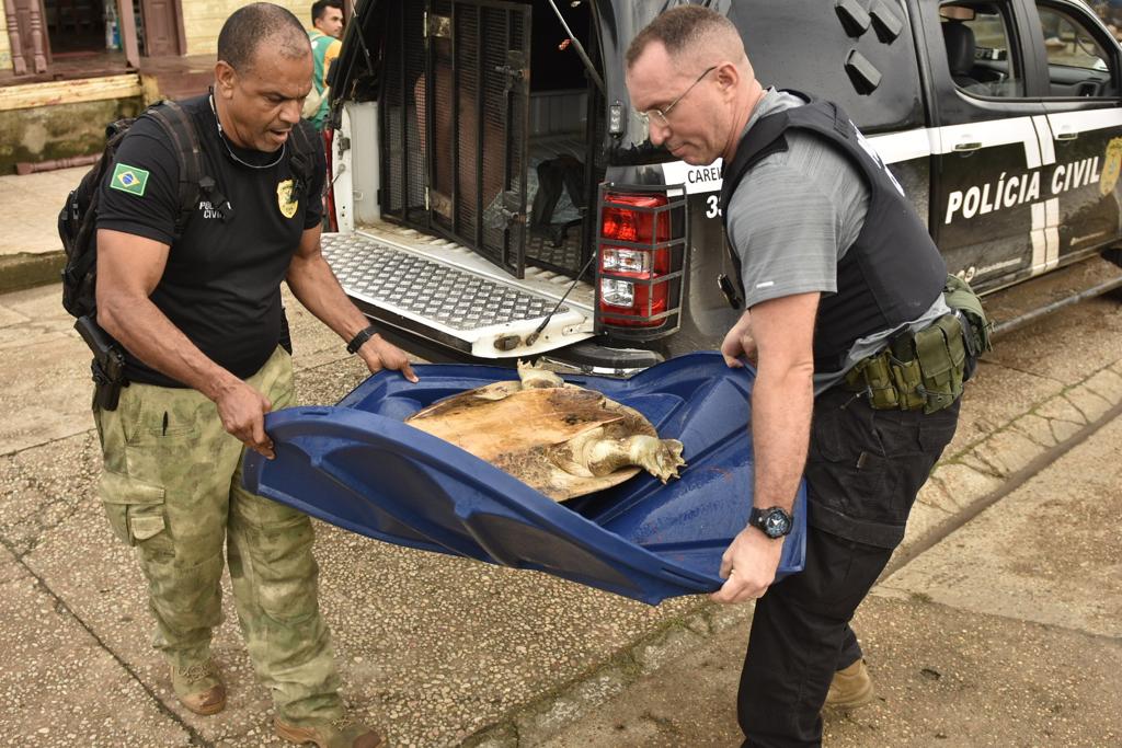 Quel&ocirc;nio &eacute; resgatado durante opera&ccedil;&atilde;o no Amazonas / Foto: Erlon Rodrigues/PC-AM