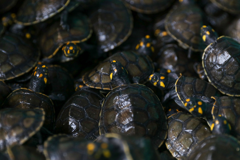 Foto: Mauro Neto/Secom