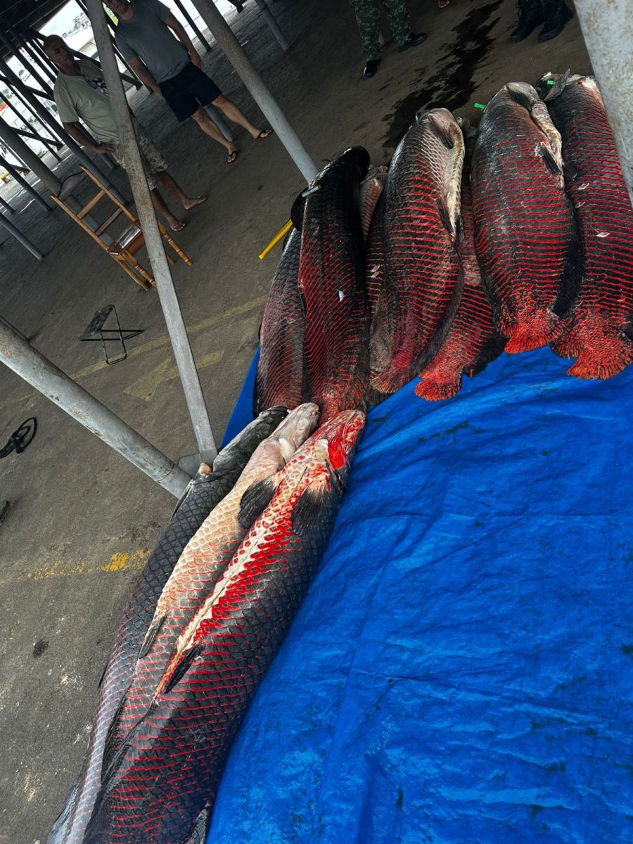 SSP-AM_PESCADO_ILEGAL_FOTOS_DIVULGAÇÃO_SSP_AM_2.jpeg