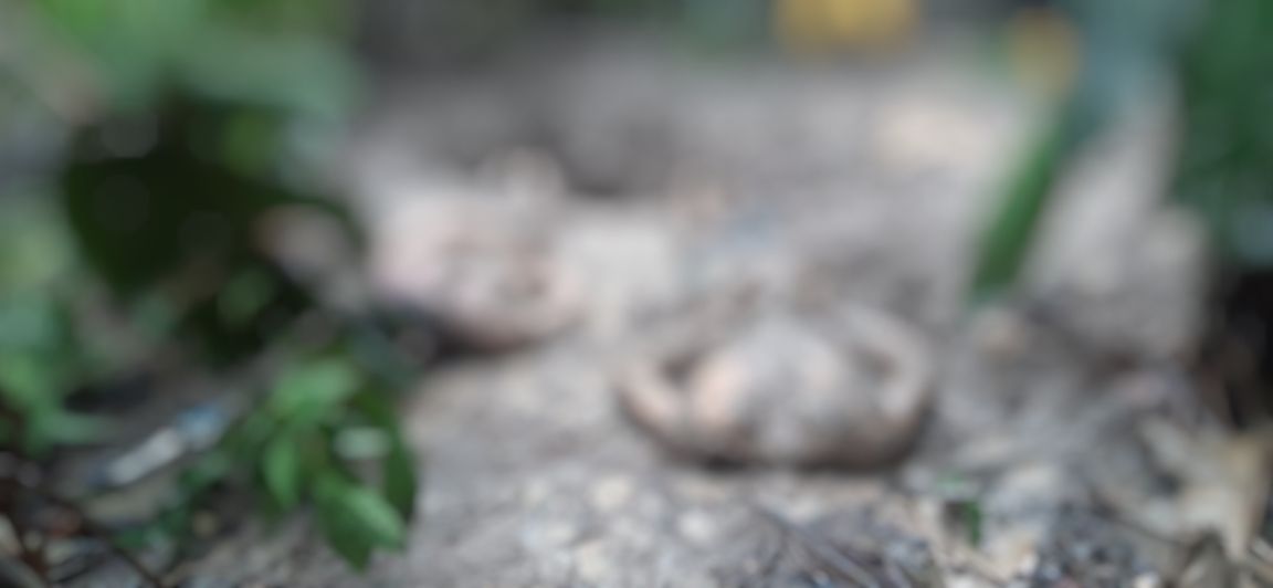 V&iacute;timas encontradas em &aacute;rea de mata - Foto: Reprodu&ccedil;&atilde;o