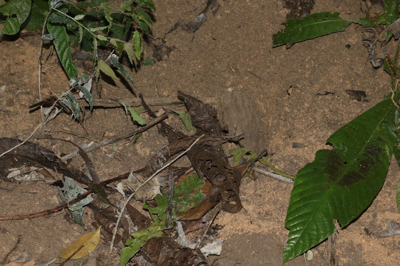 Foto: Jander Robson/Portal do Holanda