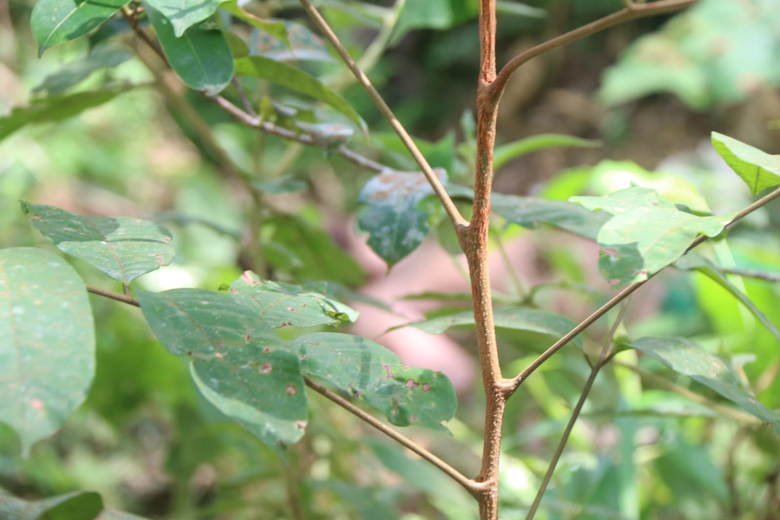 Foto: Jander Robson/Portal do Holanda