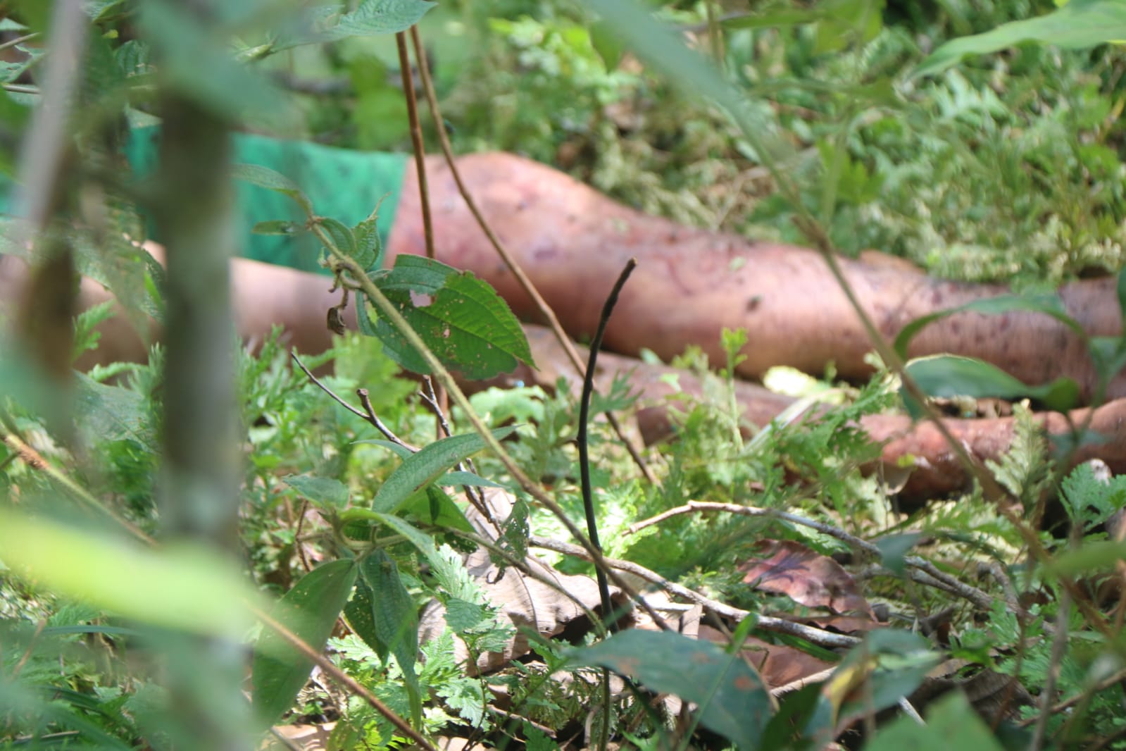 Foto: Jander Robson/Portal do Holanda