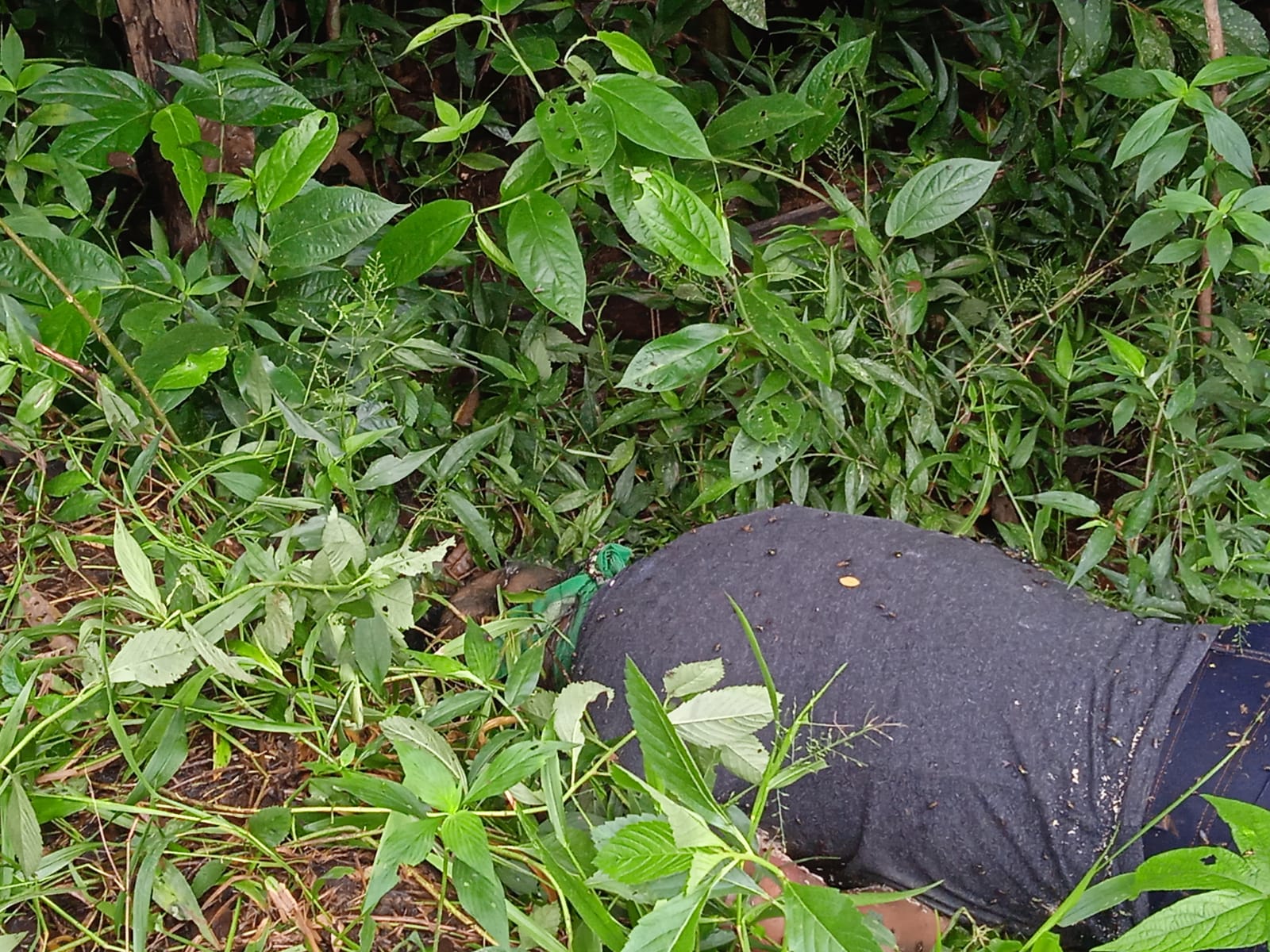 Foto: Caio Guarlotte/ Portal do Holanda 