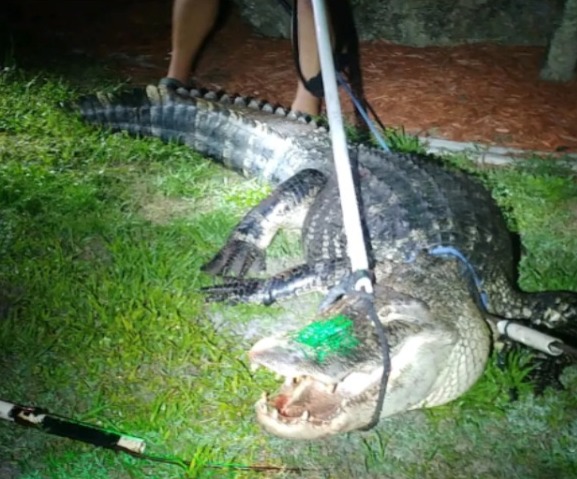 Foto: Divulga&ccedil;&atilde;o/Gabinete do Xerife do Condado de Charlotte