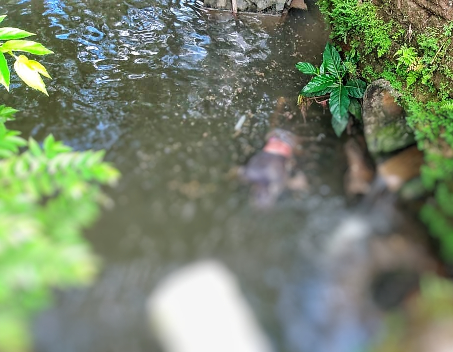 Foto: Jander Robson / Portal do Holanda