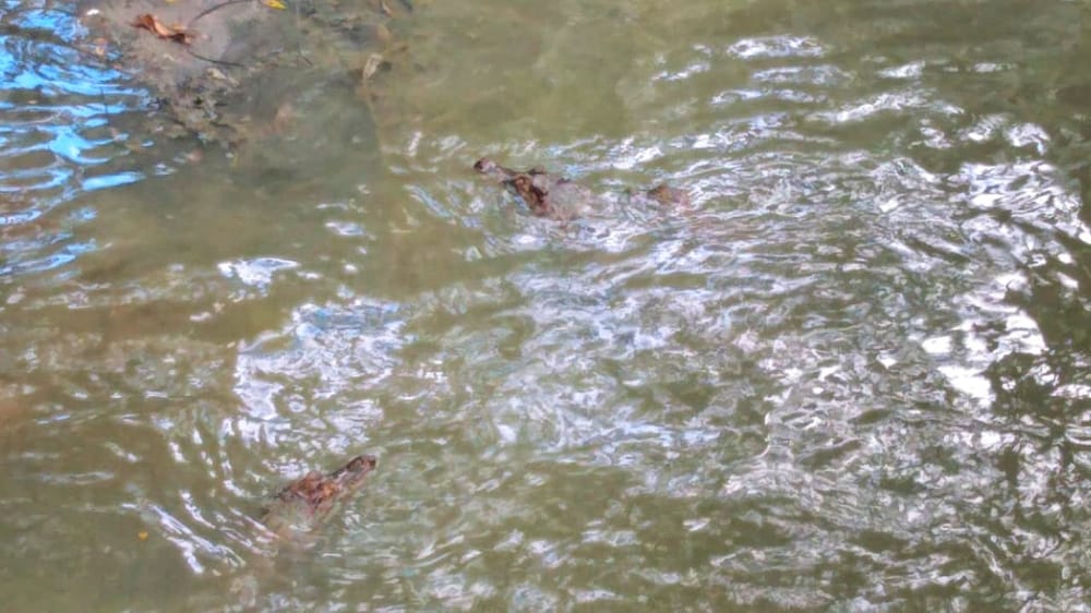 Foto: Jander Robson / Portal do Holanda