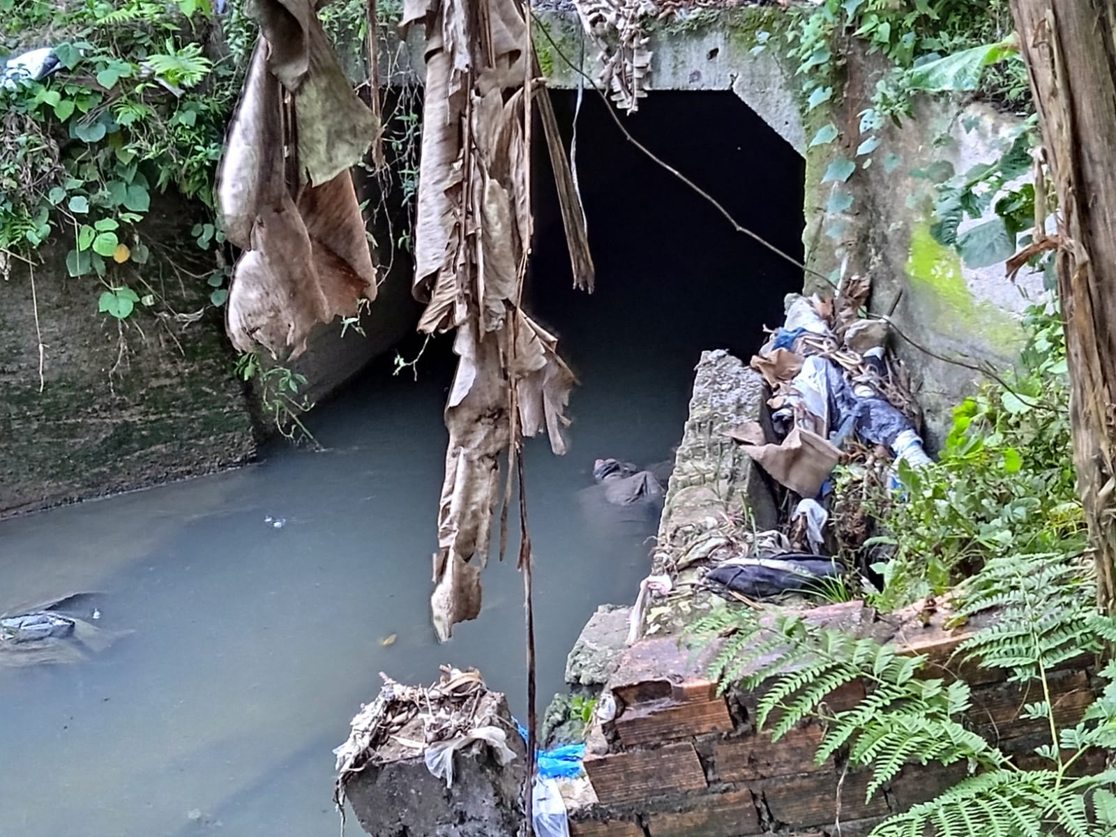 Foto: Caio Gualotte / Portal do Holanda