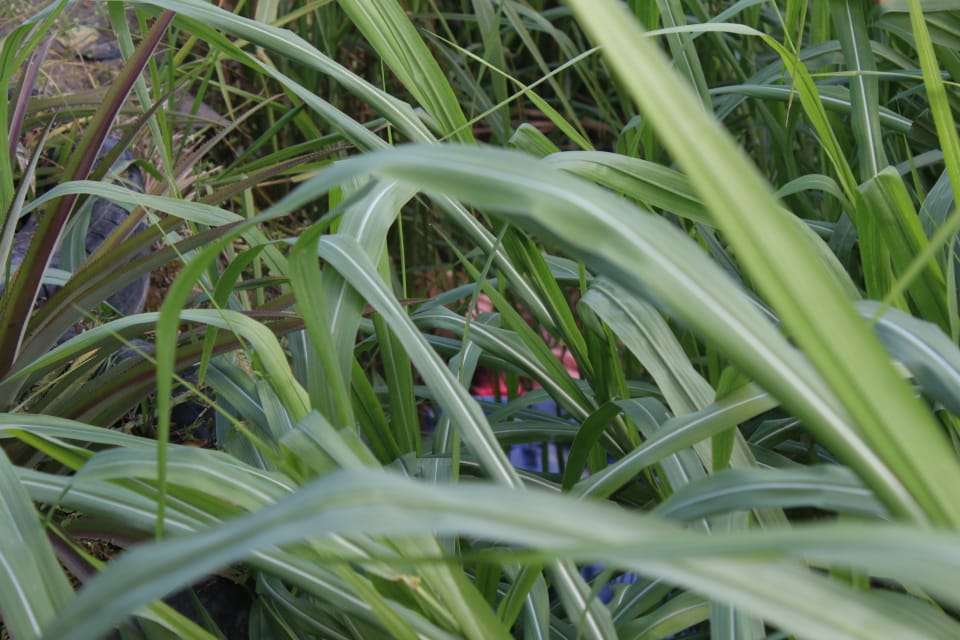 Corpo foi encontrado por moradores - Foto: Jander Robson/Portal do Holanda