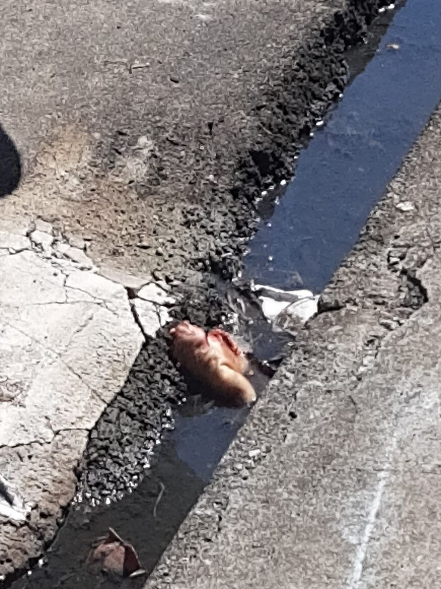 Parte da pele - Foto: Divulga&ccedil;&atilde;o