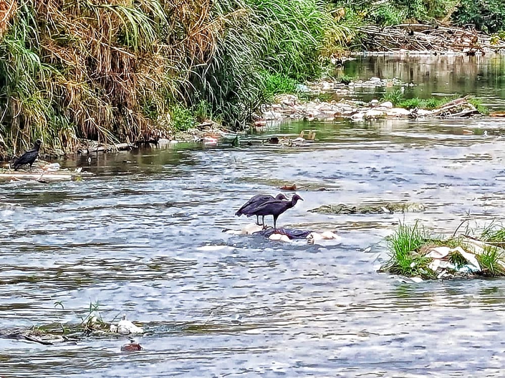 Foto: Jander Robson / Portal do Holanda
