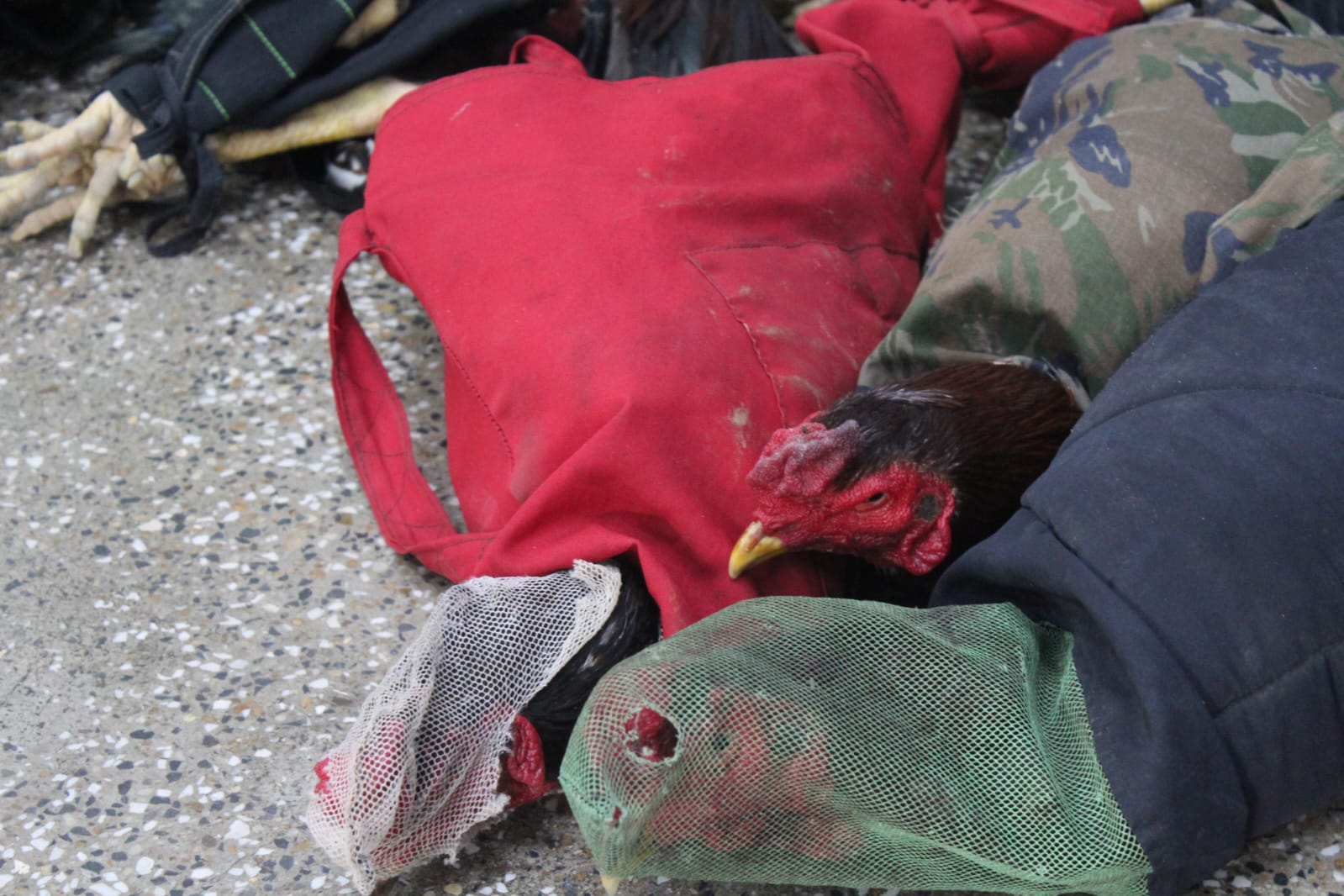 Foto: Portal do Holanda / Caio Guarlotte