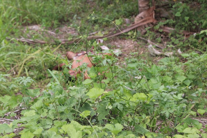 Foto: Jander Robson / Portal do Holanda