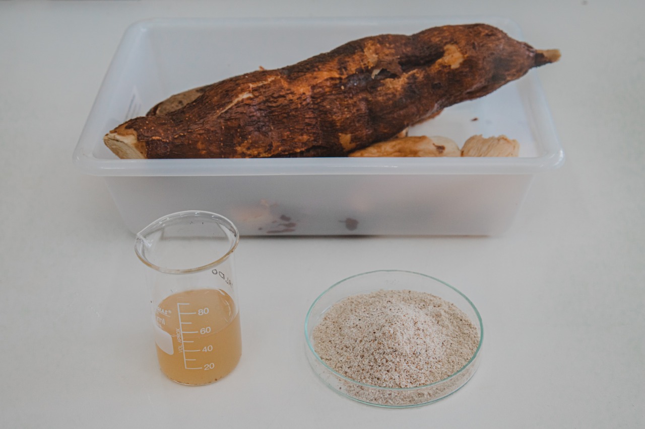 A mandioca a&ccedil;ucarada apresenta elevado teor de &aacute;gua em sua composi&ccedil;&atilde;o - Foto: &Eacute;rico Xavier/Fapeam