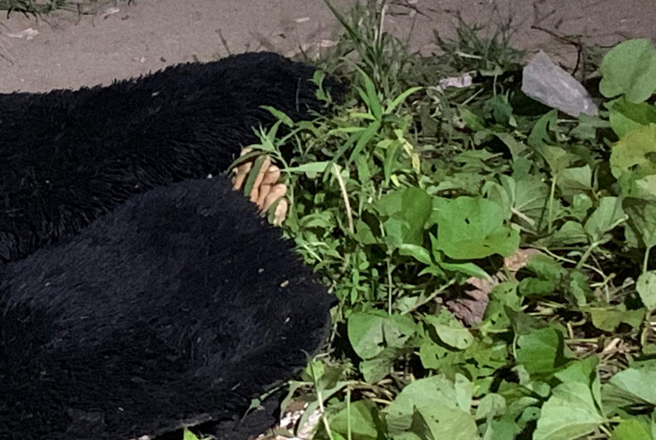 Foto: Caio Guarlotte/ Portal do Holanda 