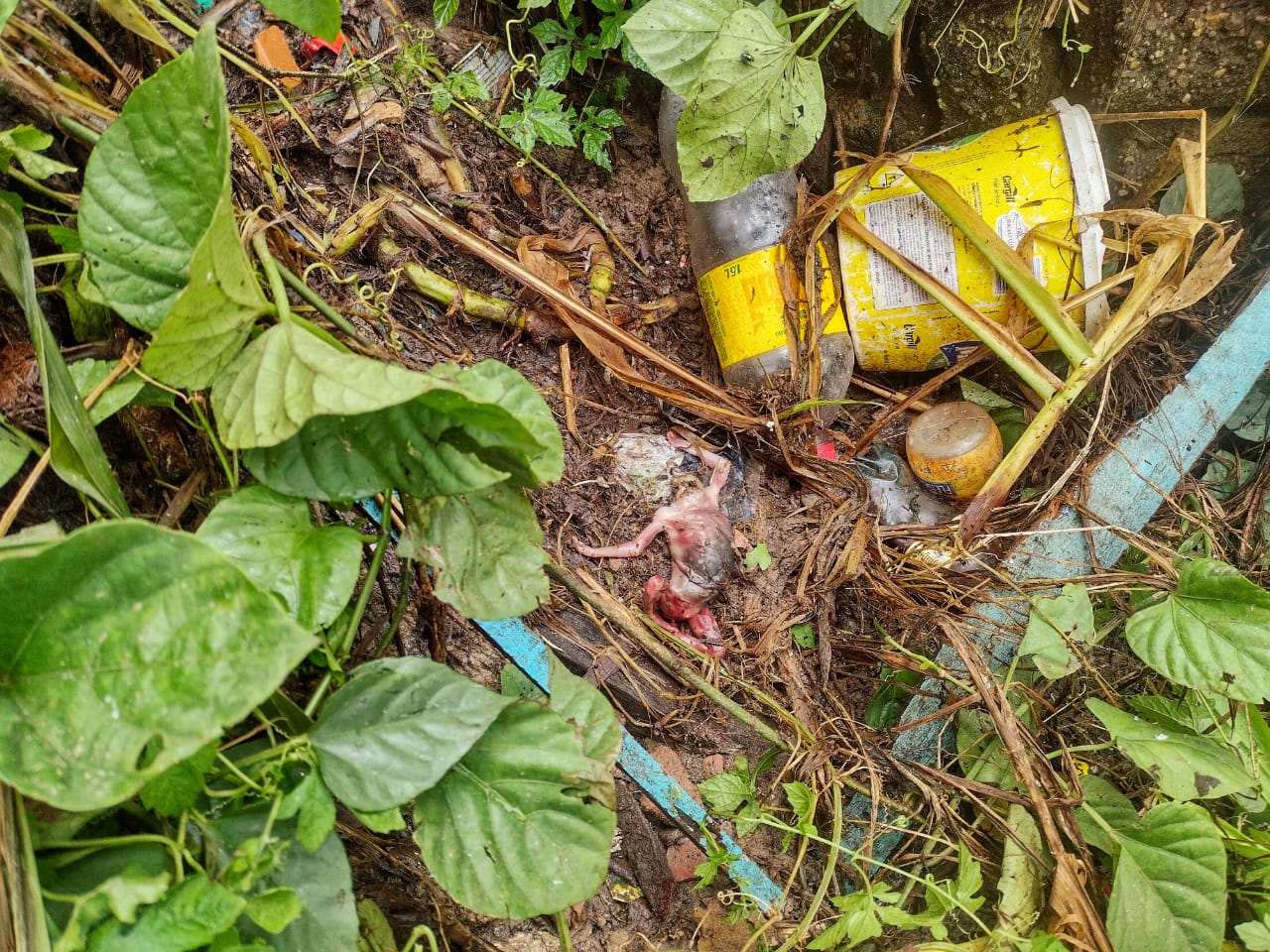 Foto: Jander Robson/Portal do Holanda