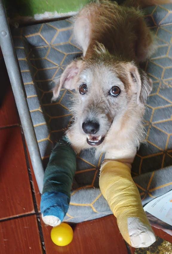 Foto: divulga&ccedil;&atilde;o / Barbudinho