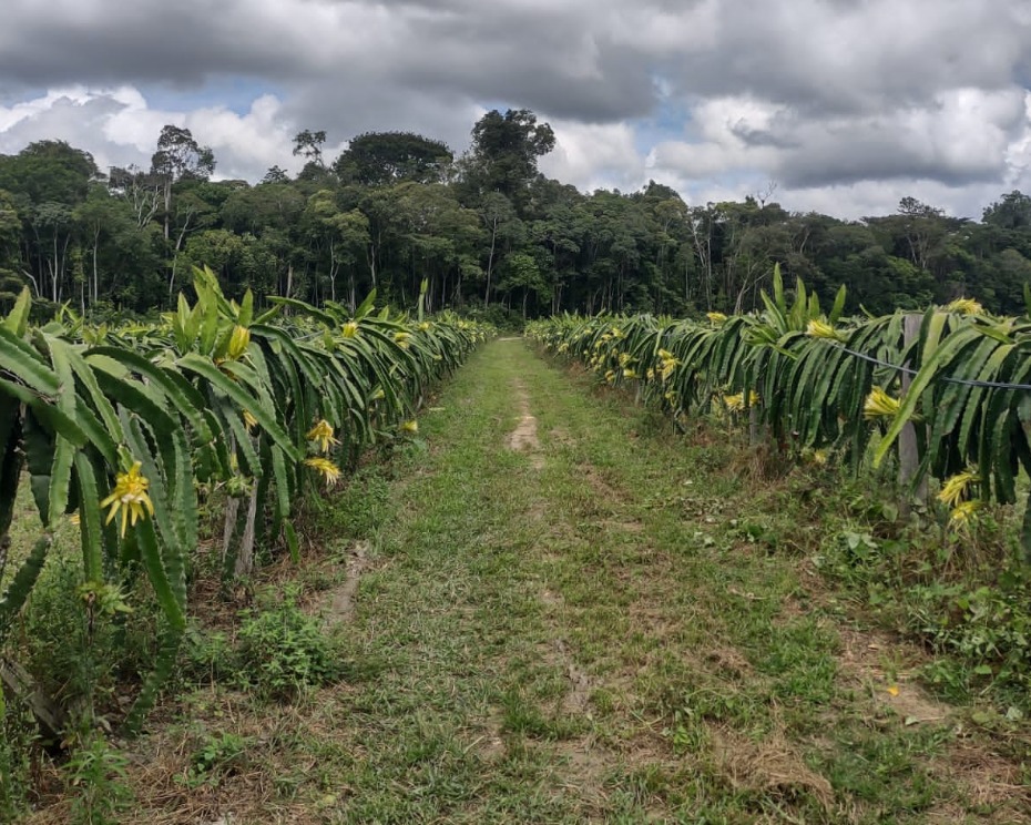 Foto: Idam/Ivy Marcelle / planta&ccedil;&atilde;o de pitayas
