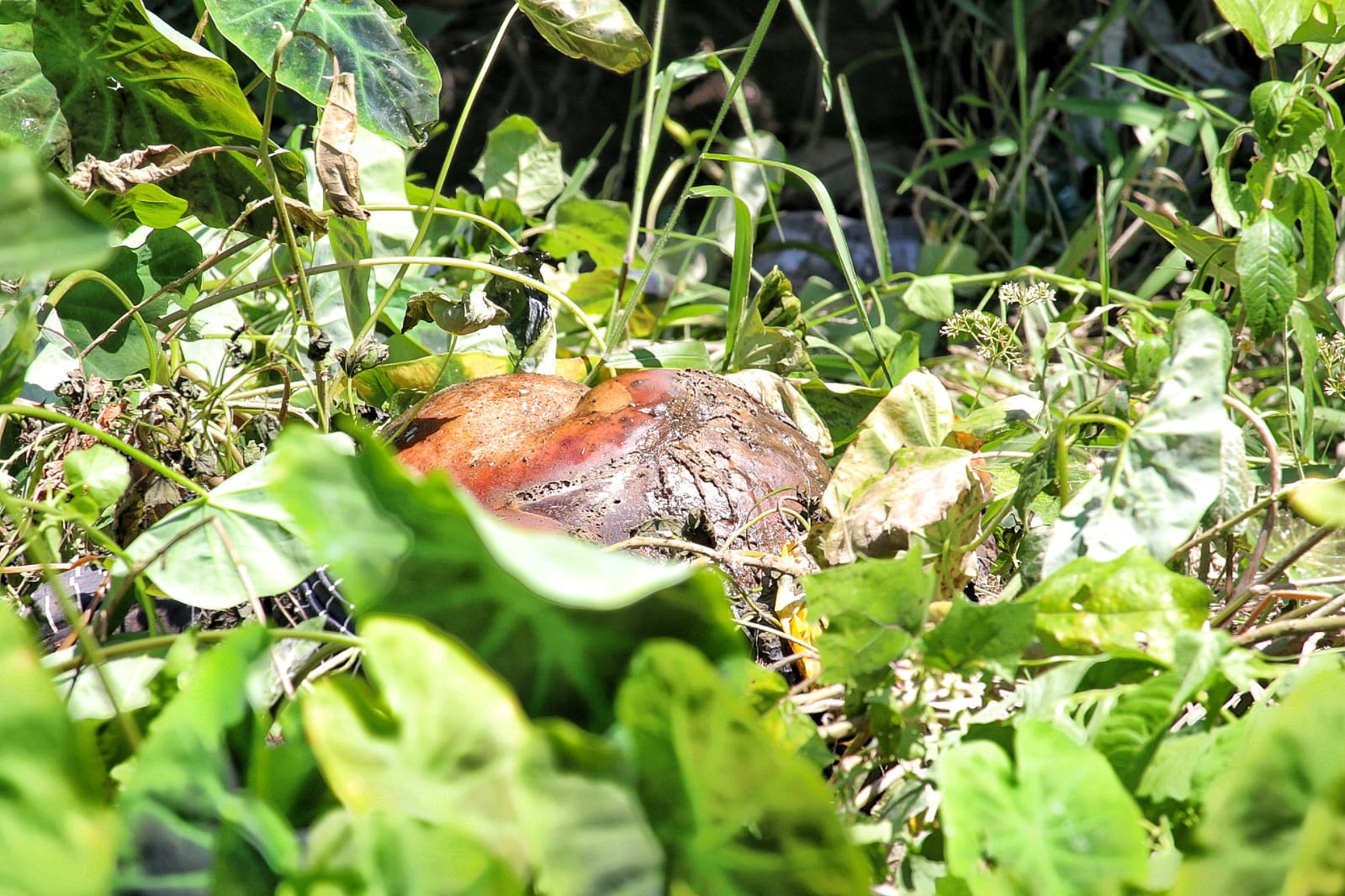 Foto: Jander Robson/Portal do Holanda