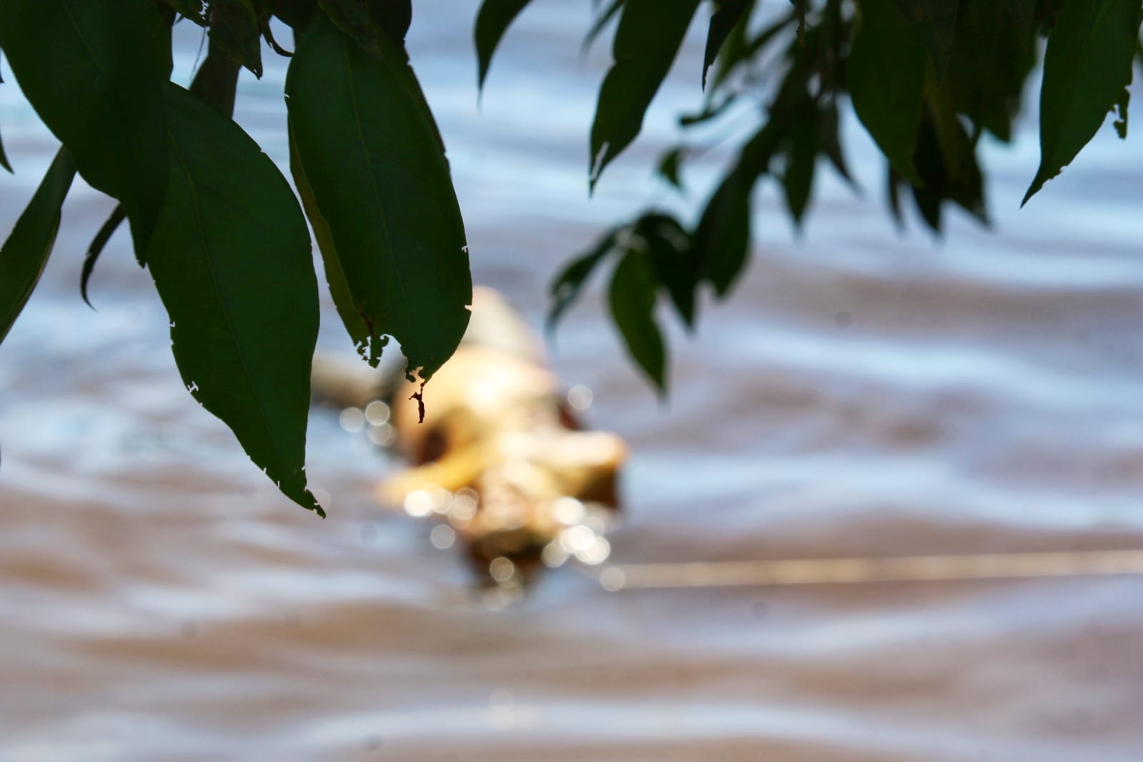 Foto: Jander Robson/Portal do Holanda