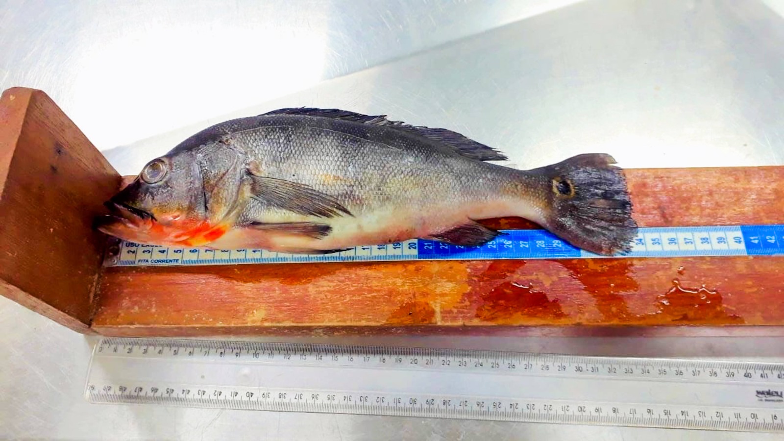 Foto: Arquivo da coordenadora da pesquisa, Carolina Gomes Sarmento