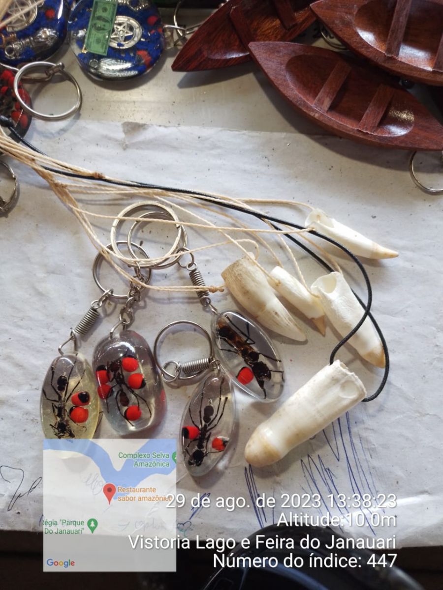 Foto: Divulga&ccedil;&atilde;o Ibama-AM