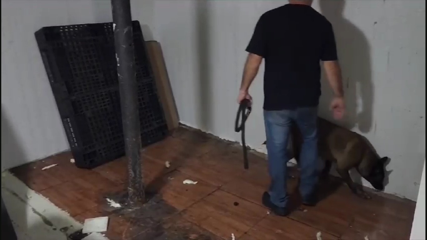 A cadela farejadora Era encontrou os entorpecentes. - Foto: Reprodu&ccedil;&atilde;o Pol&iacute;cia Civil do Amazonas