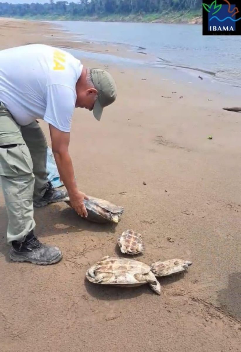 Foto: Divulga&ccedil;&atilde;o Ibama Amazonas