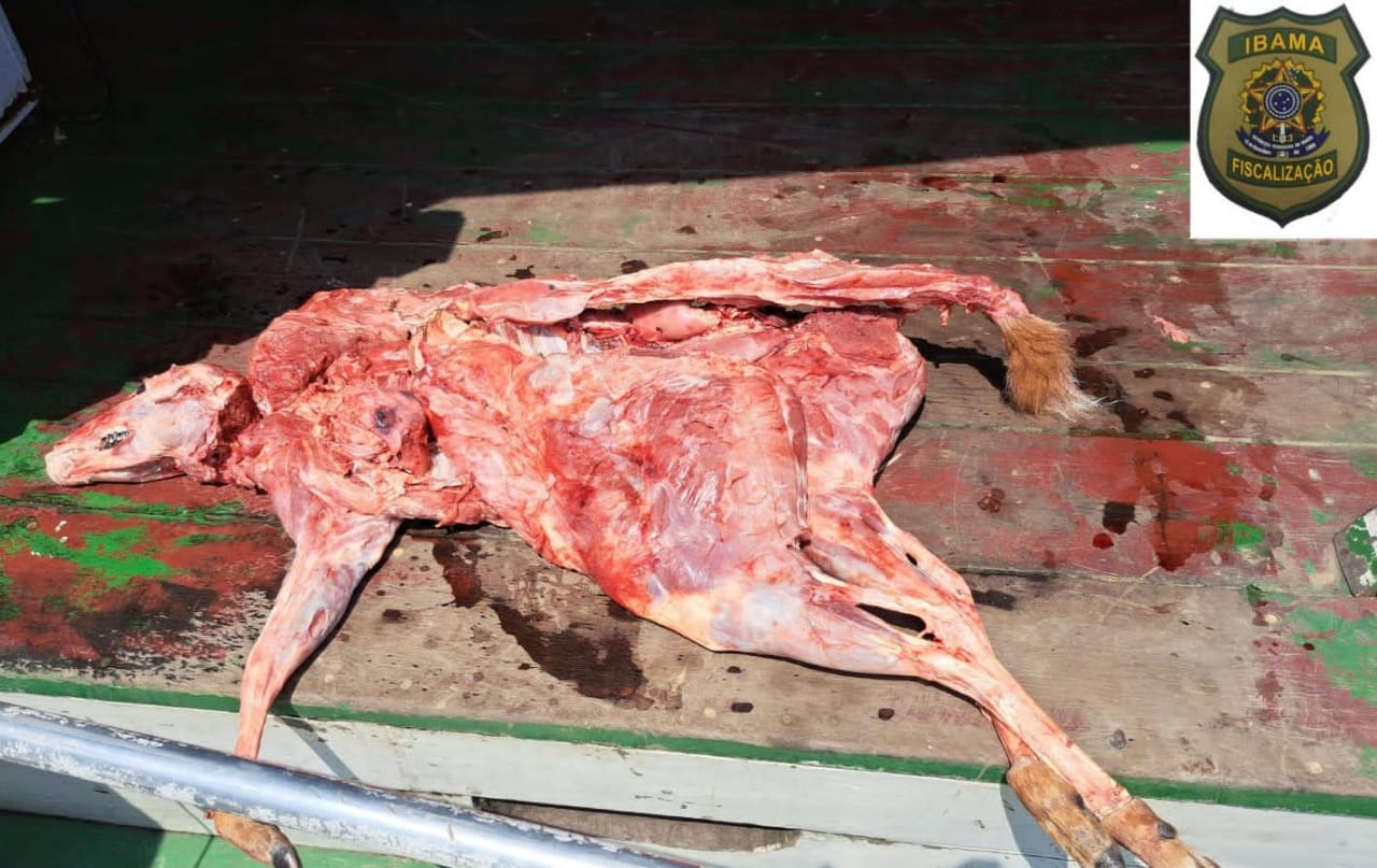 Foto: Divulga&ccedil;&atilde;o Ibama Amazonas