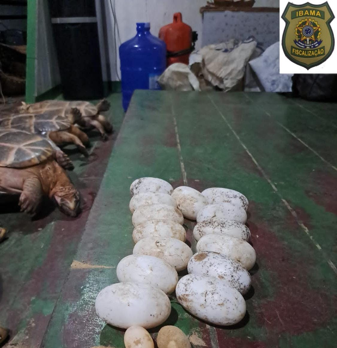 Foto: Divulga&ccedil;&atilde;o Ibama Amazonas