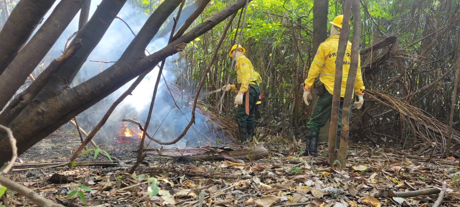 Foto: Divulga&ccedil;&atilde;o Ibama Amazonas