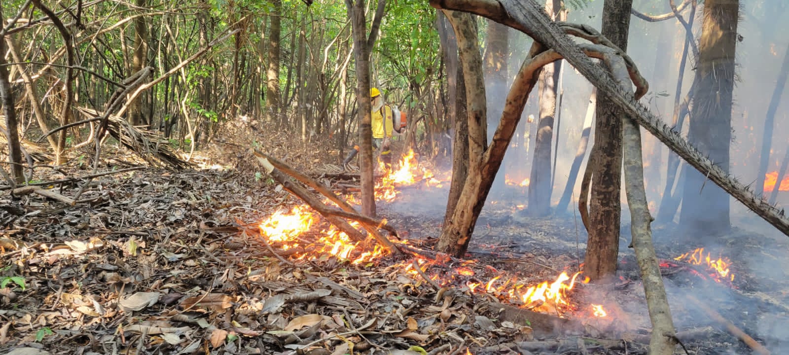 Foto: Divulga&ccedil;&atilde;o Ibama Amazonas