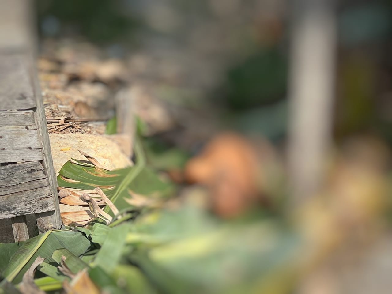 Foto: Jander Robson / Portal do Holanda