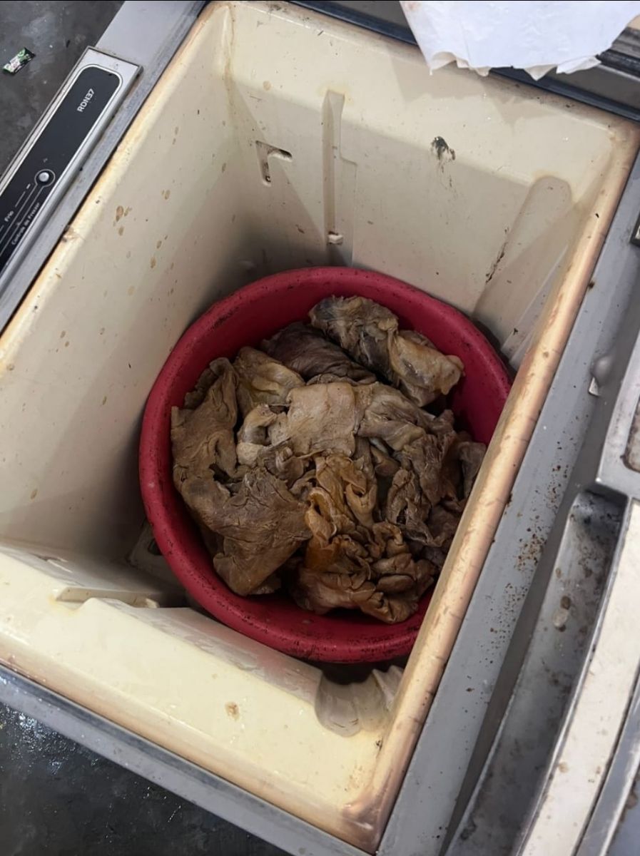 Foto: Divulga&ccedil;&atilde;o Ibama Amazonas