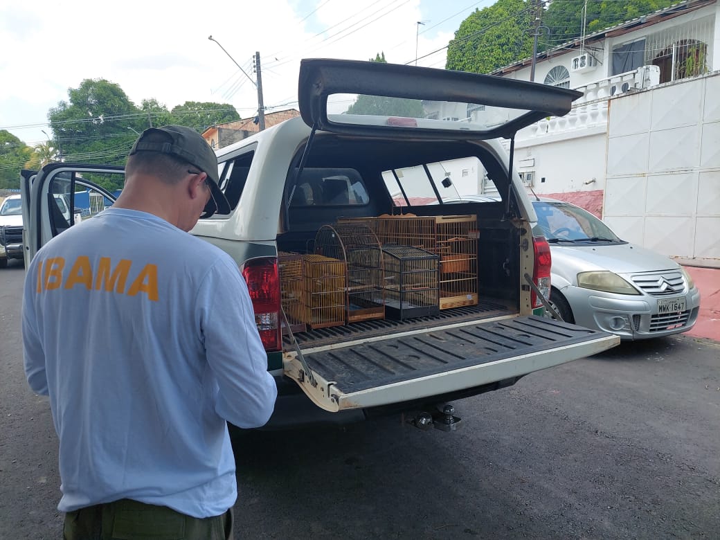 Foto: Divulga&ccedil;&atilde;o Ibama Amazonas