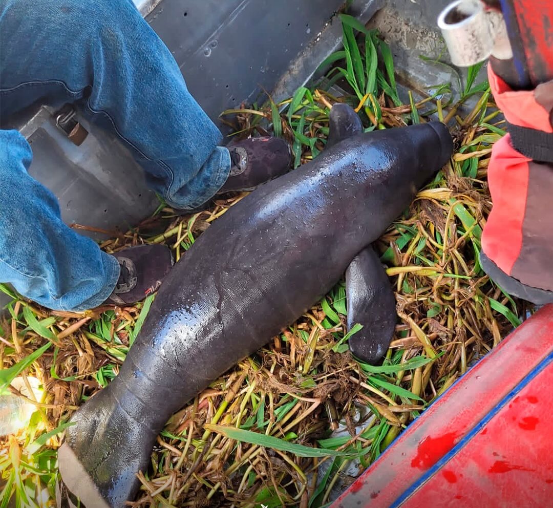 Foto: Reprodu&ccedil;&atilde;o Prefeitura de Barreirinha