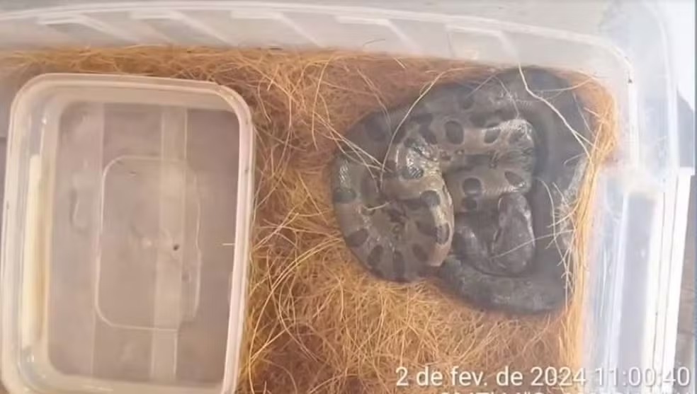 Cobras estavam entre os animais resgatados durante a&ccedil;&atilde;o do Ibama em Porto Velho &mdash; Foto: Reprodu&ccedil;&atilde;o