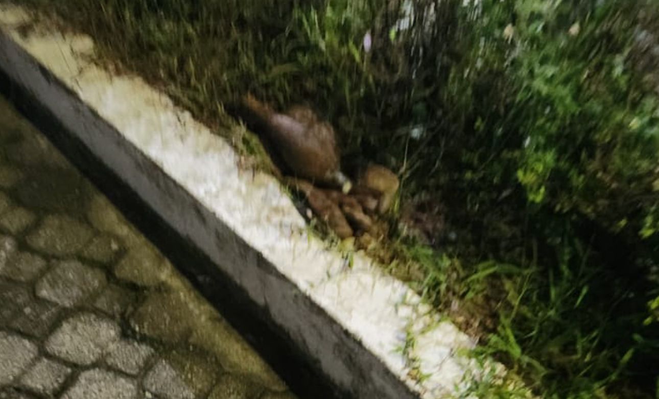 Artefato explosivo deixando em frente a delegacia / Foto - Divulga&ccedil;&atilde;o