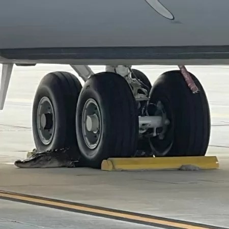 Jacar&eacute; se deitou entre as rodas de um dos avi&otilde;es. Foto: Divulga&ccedil;&atilde;o/MacDill Air Force Base