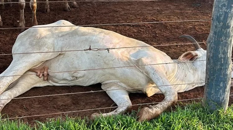 Foto: Divulga&ccedil;&atilde;o/Bom Jesus Leil&otilde;es