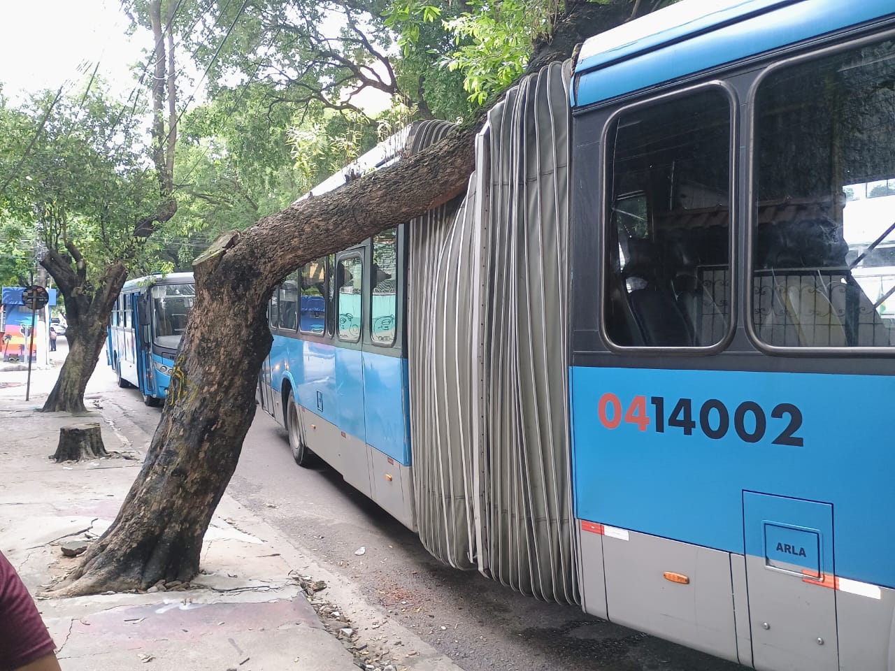 Foto: Jander Robson / Portal do Holanda