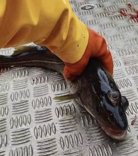 Foto: Reprodu&ccedil;&atilde;o