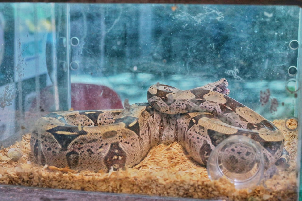 Foto: Jander Robson / Portal do Holanda