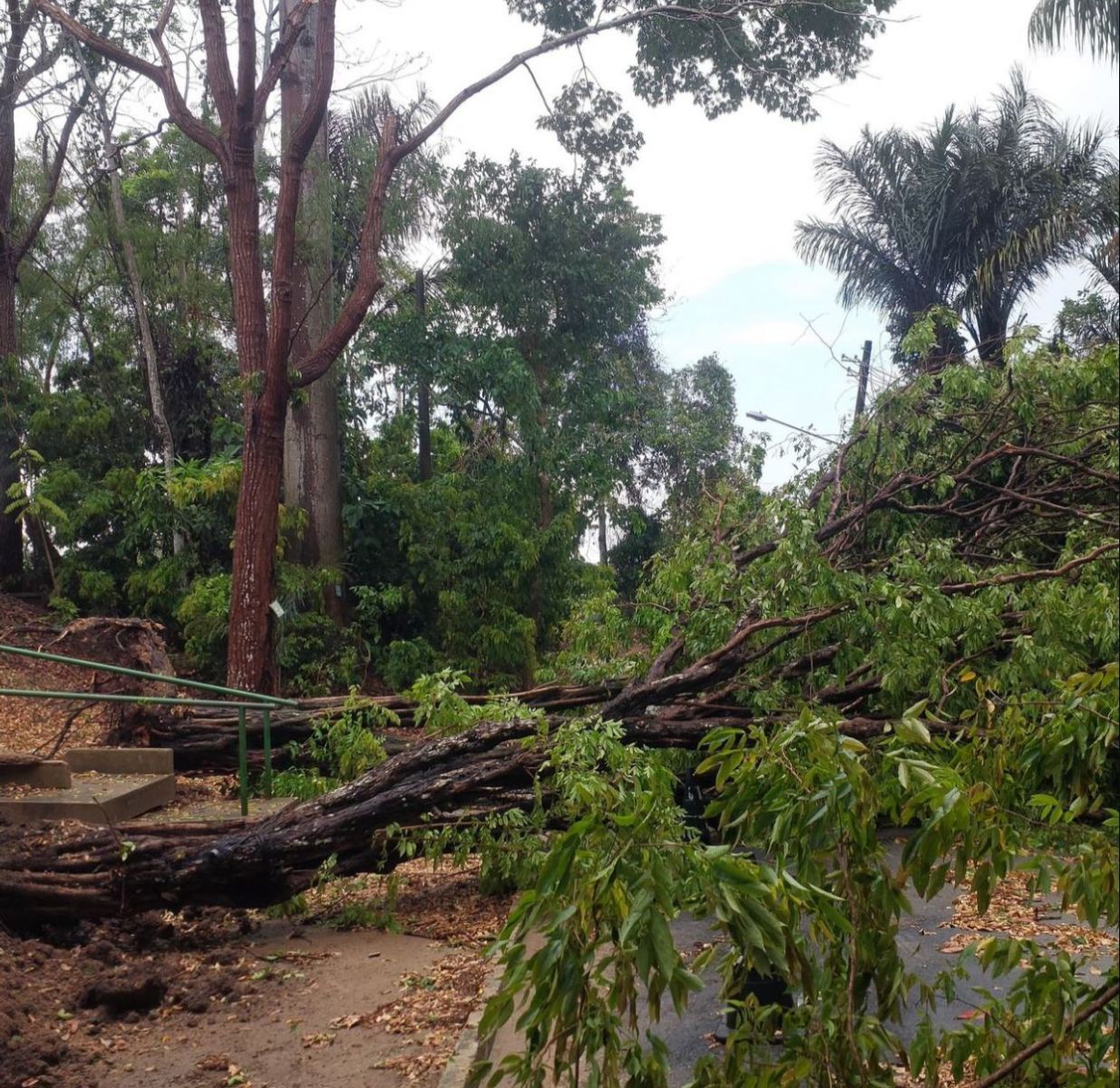 Foto: Divulga&ccedil;&atilde;o/Ufam