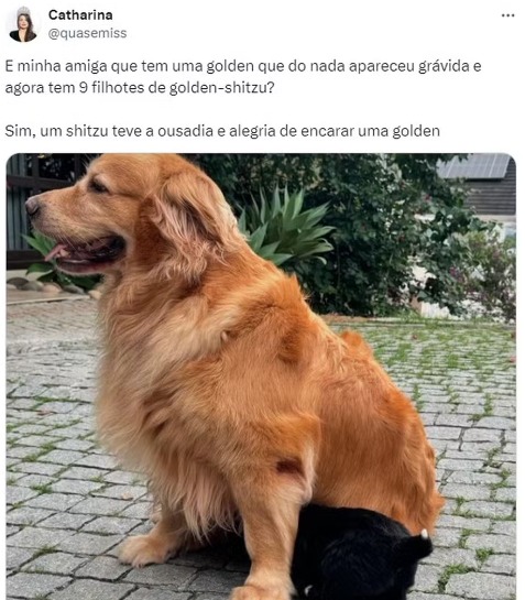 Imagem: Reprodu&ccedil;&atilde;o/Twitter