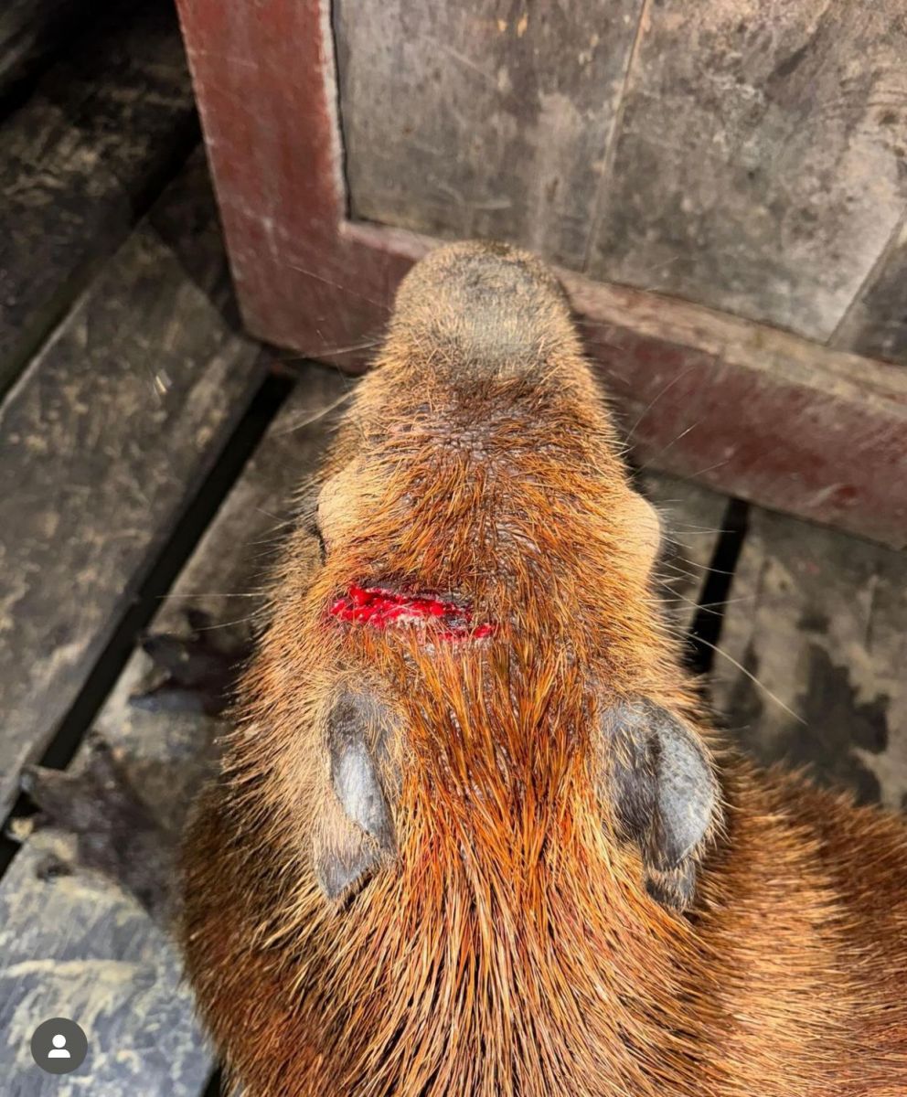 Foto: Reprodu&ccedil;&atilde;o/Instagram