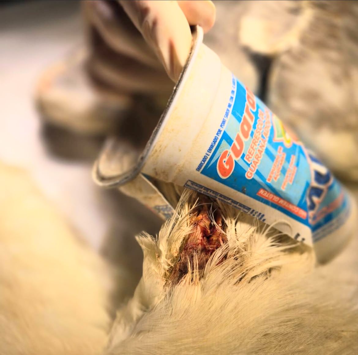 Foto: Reprodu&ccedil;&atilde;o / Instagram @jefveterinario