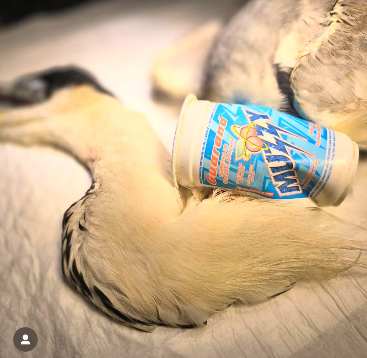 Foto: Reprodu&ccedil;&atilde;o / Instagram @jefveterinario