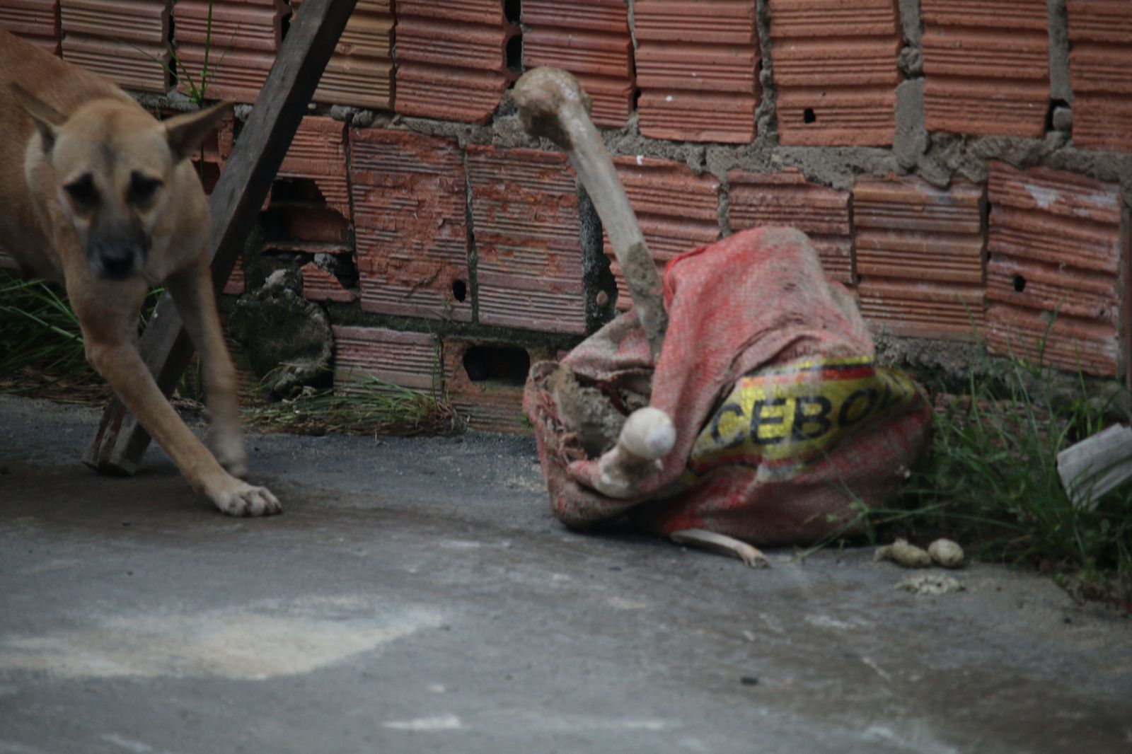 Foto: Jander Robson/Portal do Holanda